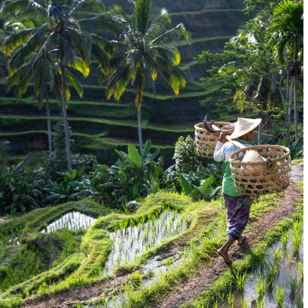 Subak Irrigation System - Bali Cultural Escape